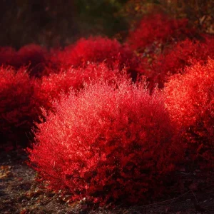 Kochia Scoparia Seeds – Burning Bush, Summer Cypress, 30 Seeds, Fiery Fall Foliage - Image 4