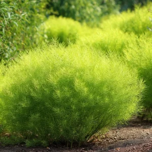 Kochia Scoparia Seeds – Burning Bush, Summer Cypress, 30 Seeds, Fiery Fall Foliage - Image 5