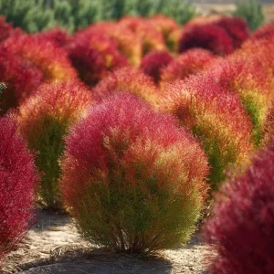 Kochia Scoparia Seeds – Burning Bush, Summer Cypress, 30 Seeds, Fiery Fall Foliage - Image 6