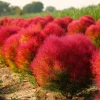 Kochia Scoparia Seeds – Burning Bush, Summer Cypress, 30 Seeds, Fiery Fall Foliage - Image 1