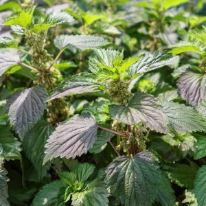 Korean Green Shiso Seeds - 100 Count, Aromatic Culinary Herb, Easy to Grow - Image 2