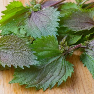 Korean Green Shiso Seeds - 100 Count, Aromatic Culinary Herb, Easy to Grow - Image 3