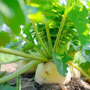 Korean Radish Seeds - Cheong Du Hybrid Kimchi Radishes - 30 Seeds for Gardens - Image 2