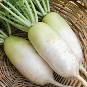 Korean Radish Seeds - Cheong Du Hybrid Kimchi Radishes - 30 Seeds for Gardens - Image 1