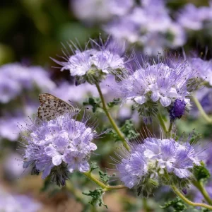 Lacy Phacelia Seeds - 100 Seeds | Delicate Purple Blooms | Pollinator Friendly - Image 2