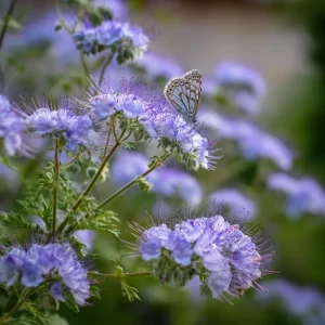 Lacy Phacelia Seeds - 100 Seeds | Delicate Purple Blooms | Pollinator Friendly - Image 3