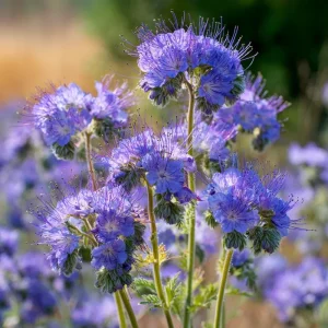 Lacy Phacelia Seeds - 100 Seeds | Delicate Purple Blooms | Pollinator Friendly - Image 4