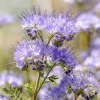 Lacy Phacelia Seeds - 100 Seeds | Delicate Purple Blooms | Pollinator Friendly - Image 1