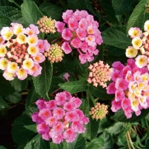Lantana Camara Pink Caprice Live Plants, 2-Pack, 4 Inch Pot, Outdoor Perennial - Image 2