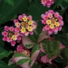 Lantana Camara Pink Caprice Live Plants, 2-Pack, 4 Inch Pot, Outdoor Perennial - Image 1