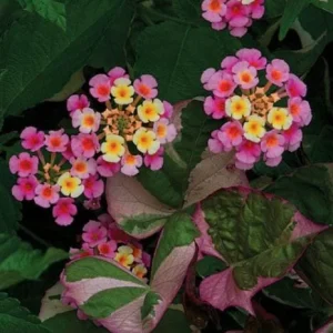 Lantana Camara Pink Caprice Live Plants, 2-Pack, 4 Inch Pot, Outdoor Perennial - Image 1