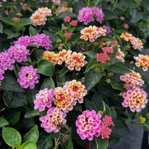 Lantana Camara Pink Caprice Live Plants, 2-Pack, 4 Inch Pot, Outdoor Perennial - Image 3