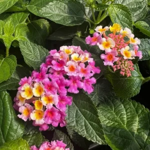 Lantana Camara Pink Caprice Live Plants, 2-Pack, 4 Inch Pot, Outdoor Perennial - Image 4