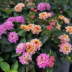 Lantana Camara Pink Caprice Live Plants, 2-Pack, 4 Inch Pot, Outdoor Perennial - Image 5