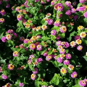 Lantana Camara Pink Caprice Live Plants, 2-Pack, 4 Inch Pot, Outdoor Perennial - Image 6