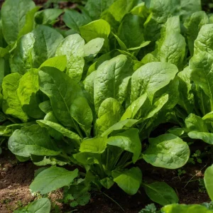 Large Leaf Sorrel Seeds - 200 Heirloom Tangy Herb Seeds for Planting - Image 3