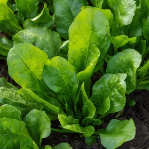 Large Leaf Sorrel Seeds - 200 Heirloom Tangy Herb Seeds for Planting - Image 6