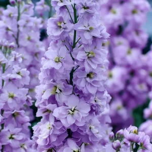 Lavender Blue Stock Seeds - 50 Seeds, Edible, Fragrant, Matthiola incana - Image 2