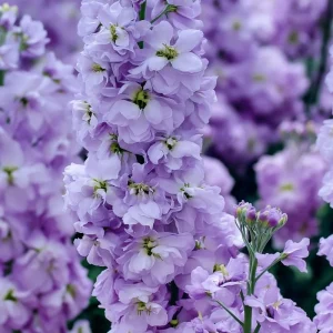 Lavender Blue Stock Seeds - 50 Seeds, Edible, Fragrant, Matthiola incana - Image 3