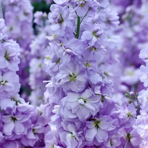 Lavender Blue Stock Seeds - 50 Seeds, Edible, Fragrant, Matthiola incana - Image 4