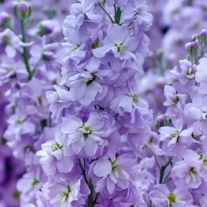 Lavender Blue Stock Seeds - 50 Seeds, Edible, Fragrant, Matthiola incana - Image 5