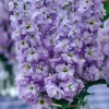 Lavender Blue Stock Seeds - 50 Seeds, Edible, Fragrant, Matthiola incana - Image 1