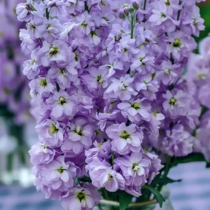 Lavender Blue Stock Seeds - 50 Seeds, Edible, Fragrant, Matthiola incana - Image 1