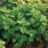 Lemon Balm Seeds - Melissa officinalis - 150 Count - Fragrant Culinary & Tea Herb - Image 1
