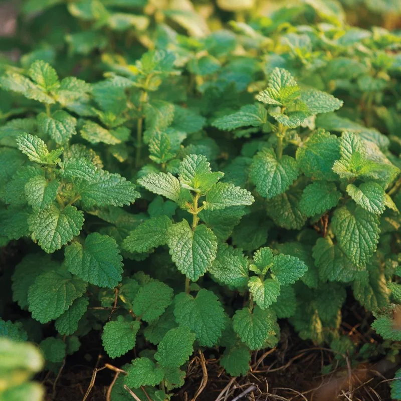 Lemon Balm Seeds - Melissa officinalis - 150 Count - Fragrant Culinary & Tea Herb - Image 1