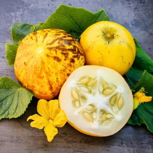 Lemon Cucumber Seeds - 30 Seeds - Heirloom Cucumis sativus - Unique Round Yellow Cucumbers for Gardens & Containers - Image 2