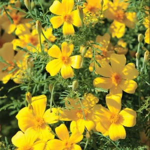 Lemon Gem Marigold Seeds - 50 Count, Edible Yellow Flowers, Full Sun - Image 2