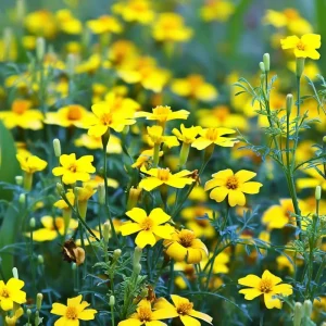 Lemon Gem Marigold Seeds - 50 Count, Edible Yellow Flowers, Full Sun - Image 3