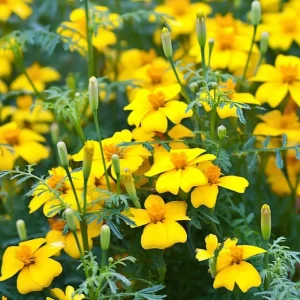 Lemon Gem Marigold Seeds - 50 Count, Edible Yellow Flowers, Full Sun - Image 5