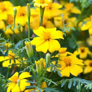 Lemon Gem Marigold Seeds - 50 Count, Edible Yellow Flowers, Full Sun - Image 6