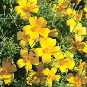 Lemon Gem Marigold Seeds - 50 Count, Edible Yellow Flowers, Full Sun - Image 1