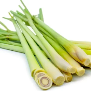 Lemon Grass Live Plant - 2 Plants, 10