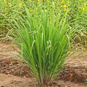 Lemon Grass Live Plant - 2 Plants, 10