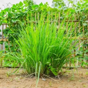 Lemon Grass Live Plant - 2 Plants, 10