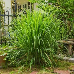 Lemon Grass Live Plant - 2 Plants, 10