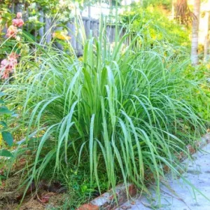 Lemon Grass Live Plant - 2 Plants, 10