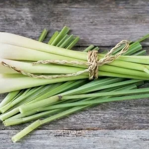 Lemon Grass Live Plant - 2 Plants, 10