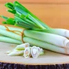 Lemon Grass Live Plant - 2 Plants, 10" Tall in 4" Pot, Fresh Herb - Image 1