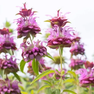 Lemon Mint Seeds - 250 Seeds Monarda citriodora - Fragrant Herb for Pollinators - Image 2