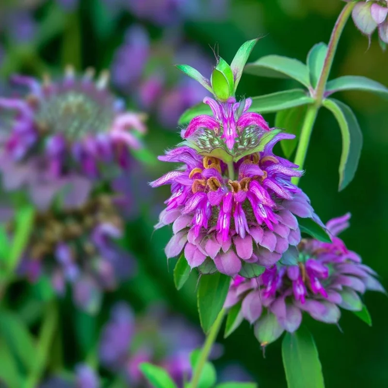 Lemon Mint Seeds - 250 Seeds Monarda citriodora - Fragrant Herb for Pollinators - Image 3