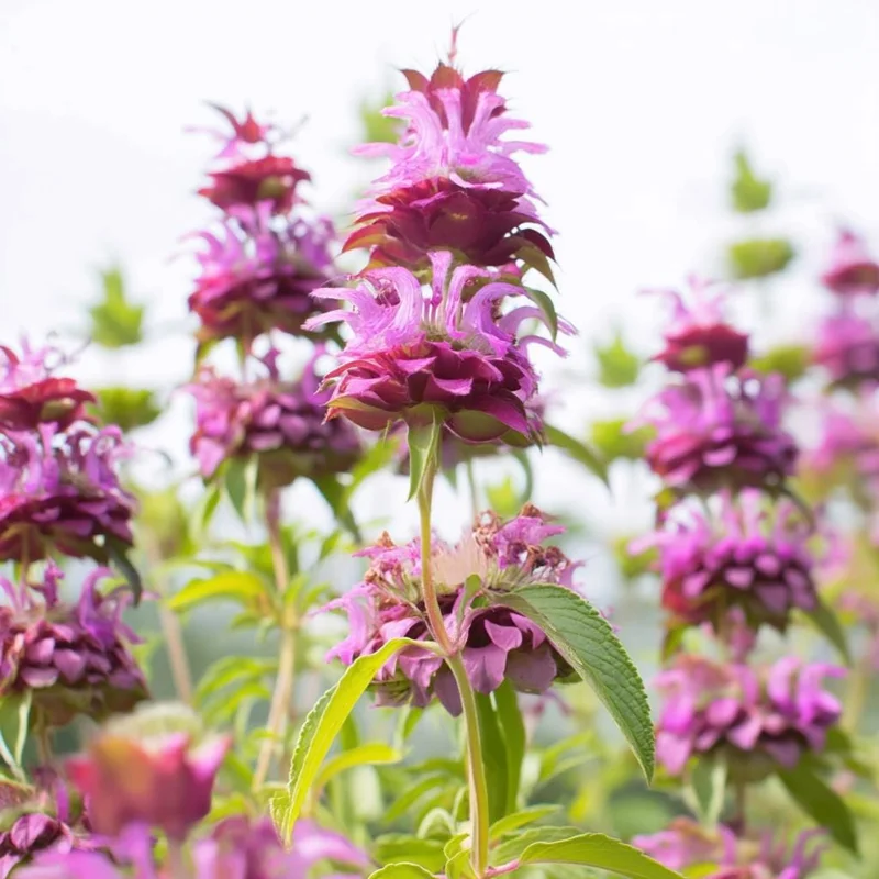Lemon Mint Seeds - 250 Seeds Monarda citriodora - Fragrant Herb for Pollinators - Image 4