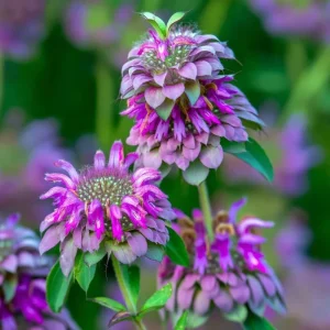 Lemon Mint Seeds - 250 Seeds Monarda citriodora - Fragrant Herb for Pollinators - Image 1