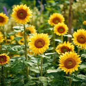 Lemon Queen Sunflower Seeds – Heirloom Helianthus annuus – 25 Seeds – Outdoor - Image 4