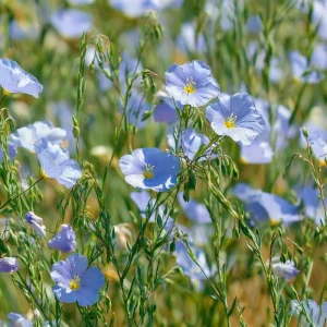 Lewis Flax Seeds – Linum lewisii Wildflower Seeds – 100 Seeds – Pollinator Friendly - Image 2