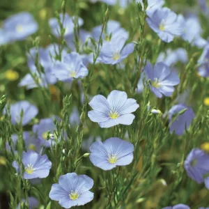 Lewis Flax Seeds – Linum lewisii Wildflower Seeds – 100 Seeds – Pollinator Friendly - Image 3