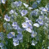 Lewis Flax Seeds – Linum lewisii Wildflower Seeds – 100 Seeds – Pollinator Friendly - Image 1